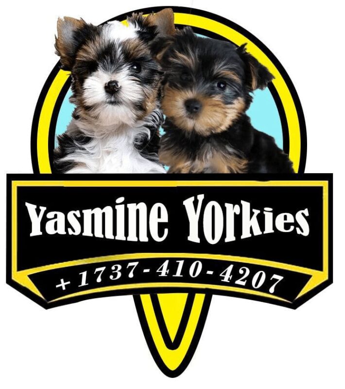 yorkieyorkiepuppies.com